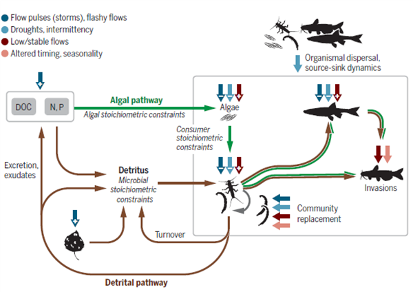 Linkages between flow regime, biota, and ecosystem processes: Implications for river restoration.