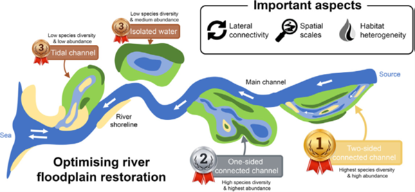 Freshwater fish biodiversity restoration in floodplain rivers requires connectivity and habitat heterogeneity at multiple spatial scales