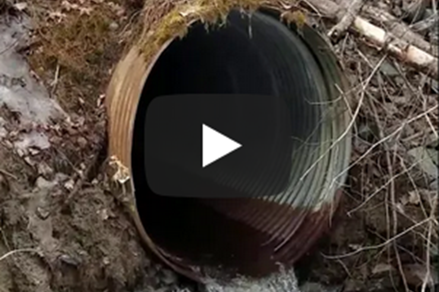 AMC's Fish Restoration Work in Maine