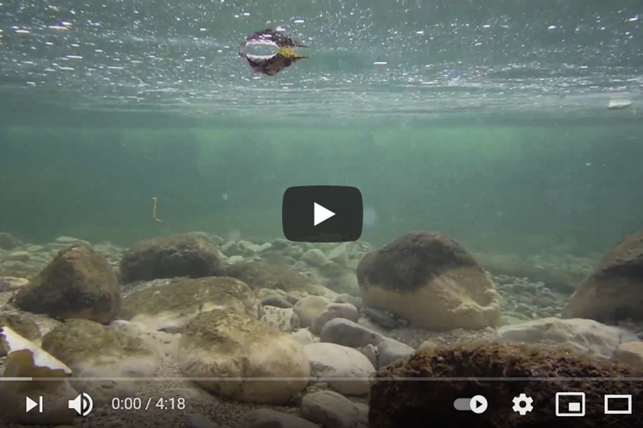 Clip restauration Bienne Axel Falguier