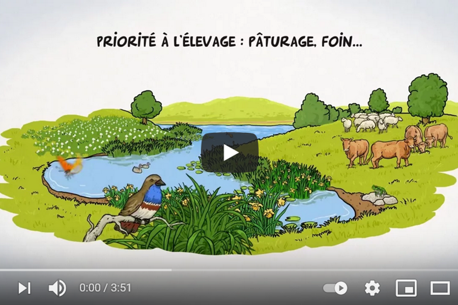 Wetlands are so useful, it’s time to act.  