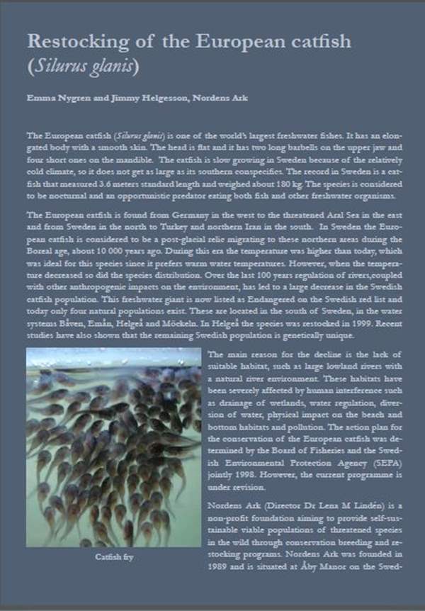 Restocking of the European catfish (Silurus glanis)