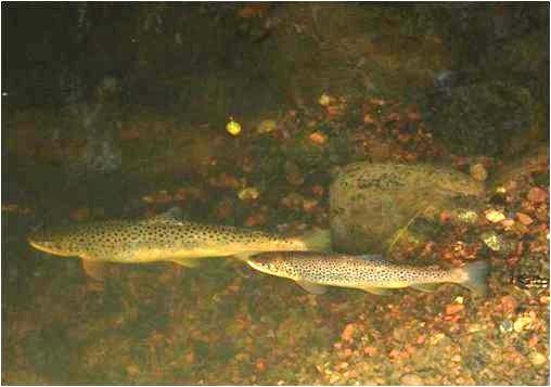 Spawning brown trout