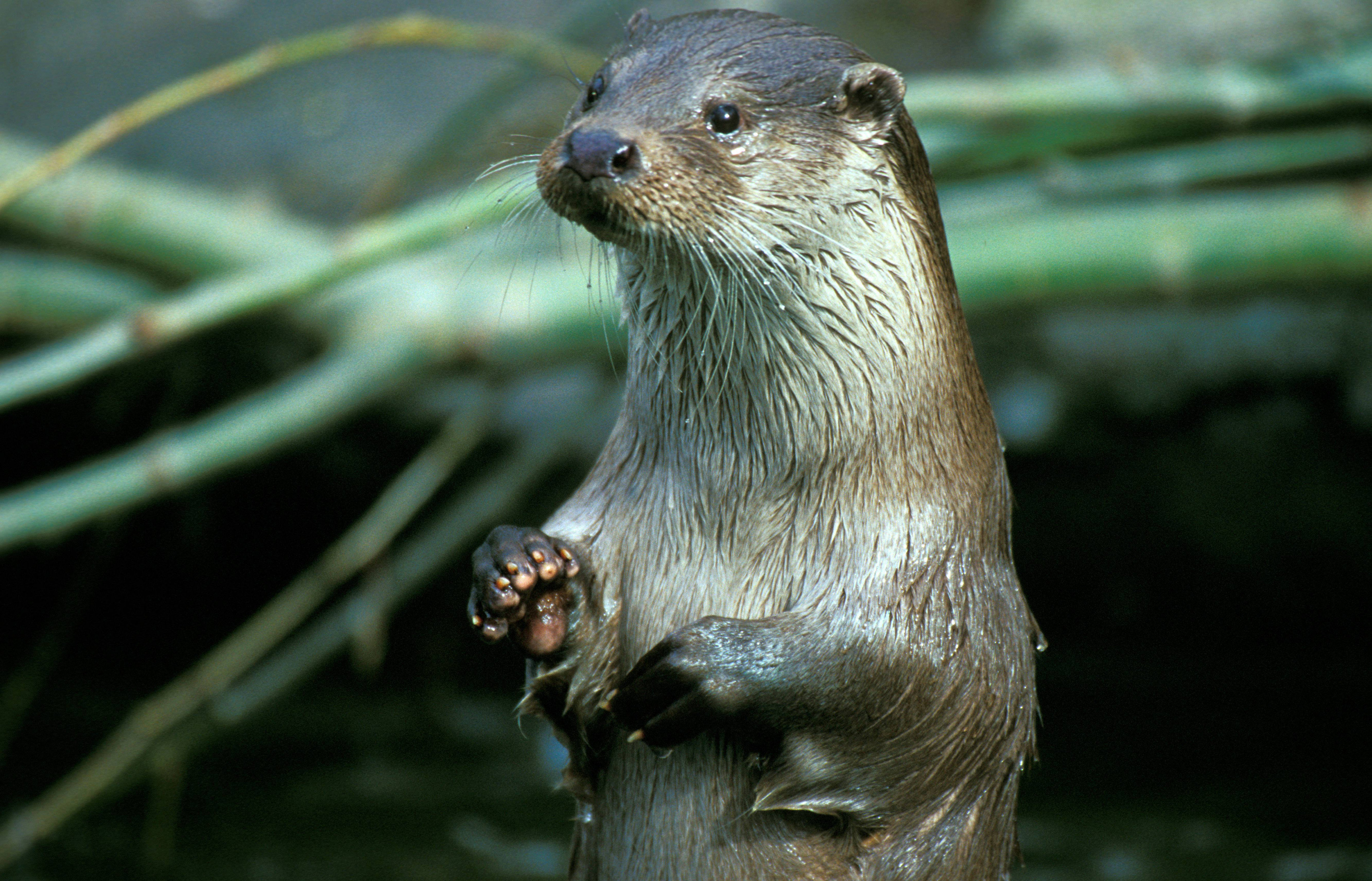 Biodiversity benefits from River Restoration Biodiversity benefits from River Restoration